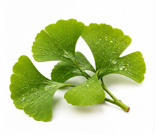 Ginkgo Biloba