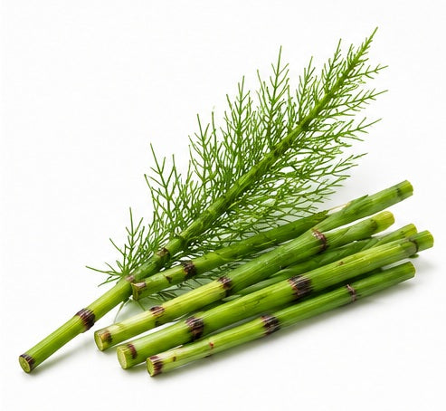 Coada Calului